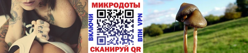 Псилоцибиновые грибы Psilocybine cubensis  Ханты-Мансийск 